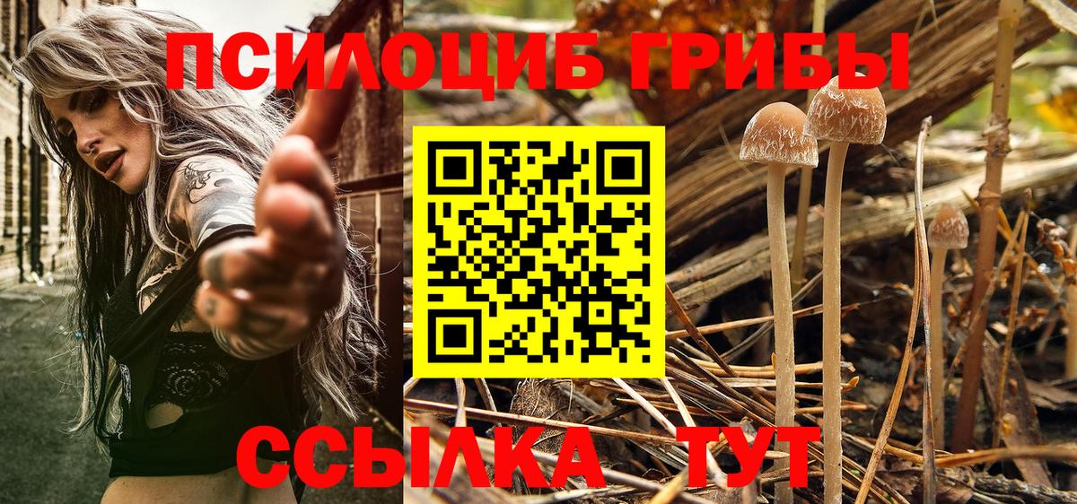 Псилоцибиновые грибы прущие грибы Чехов